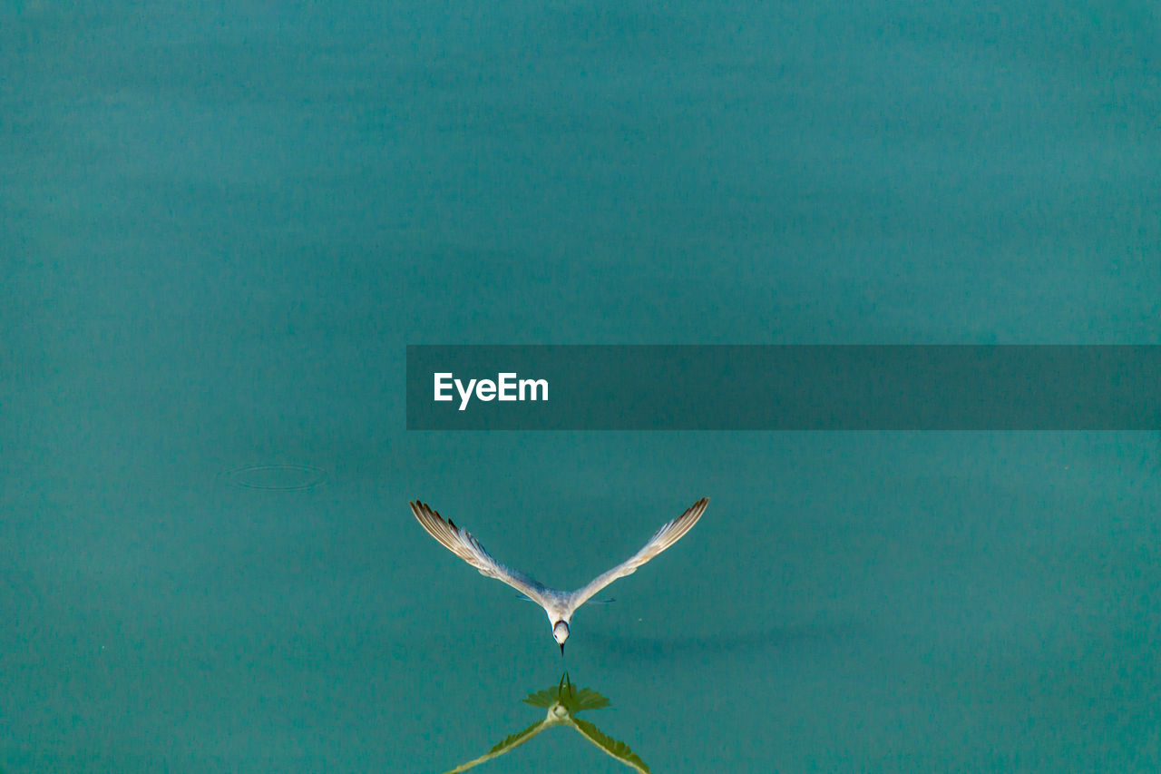 SEAGULLS FLYING OVER SEA