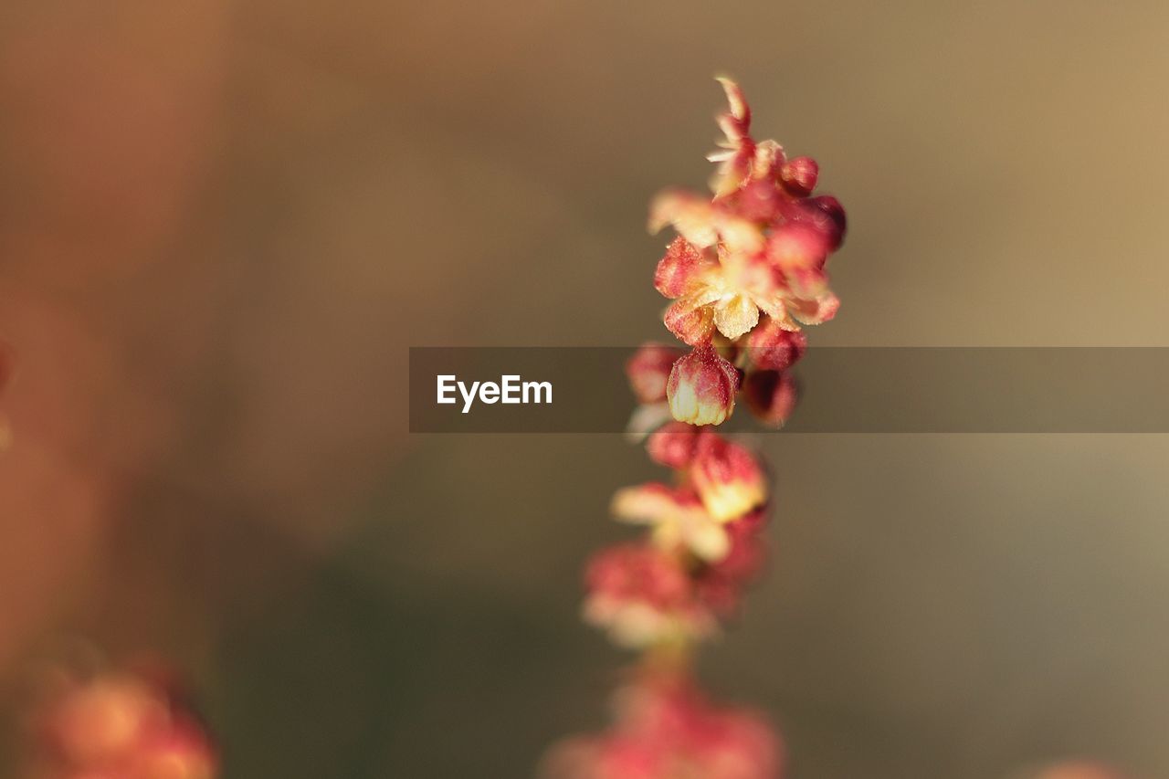 Close-up of red flowering plant