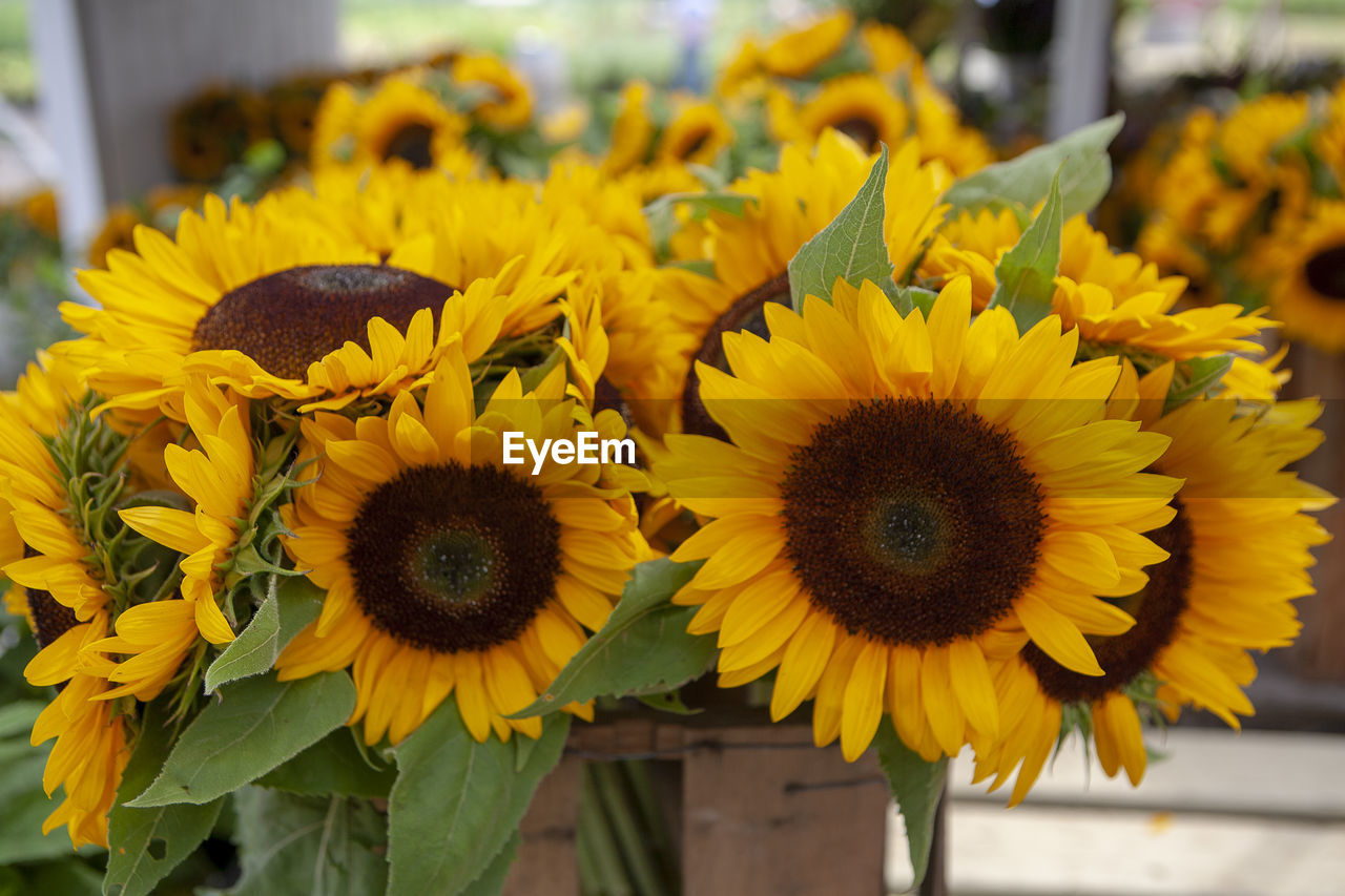 CLOSE-UP OF YELLOW FLOWERING PLANT IN SHOP