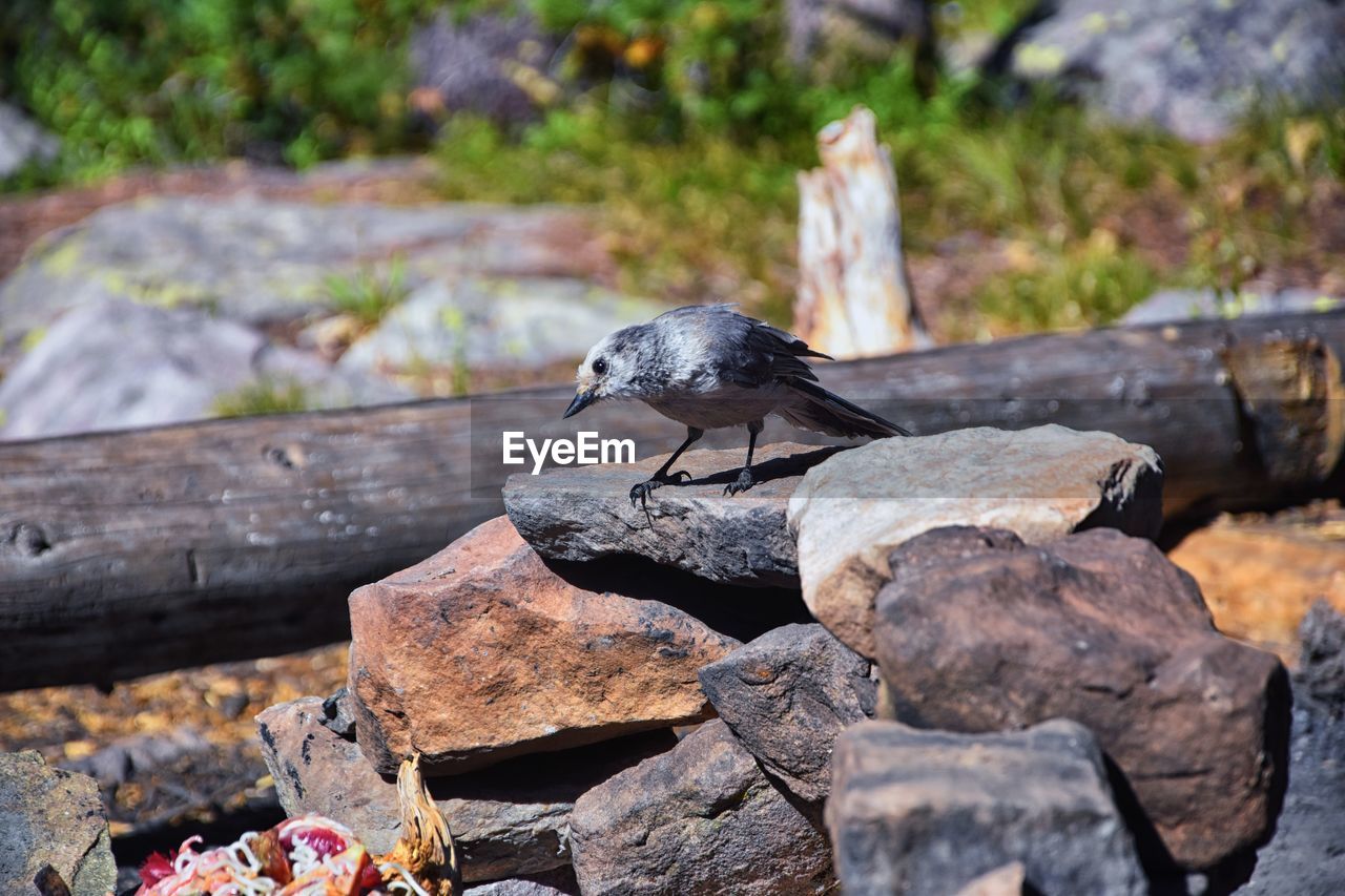Gray jay perisoreus canadensis bird boreal and subalpine forests stealing food uinta mountains utah