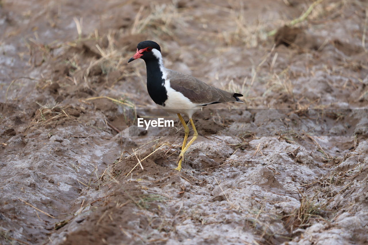 Red wattled lapwing on the ground, outdoor