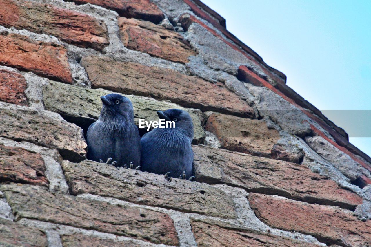 LOW ANGLE VIEW OF BIRDS AGAINST WALL