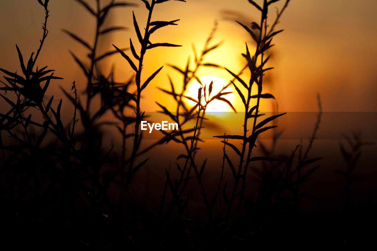 CLOSE-UP OF SILHOUETTE PLANTS DURING SUNSET