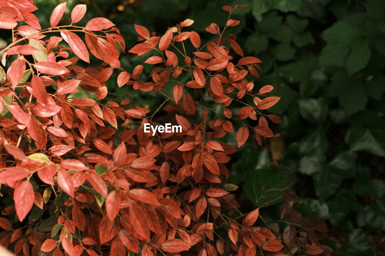 Close-up of green leaves