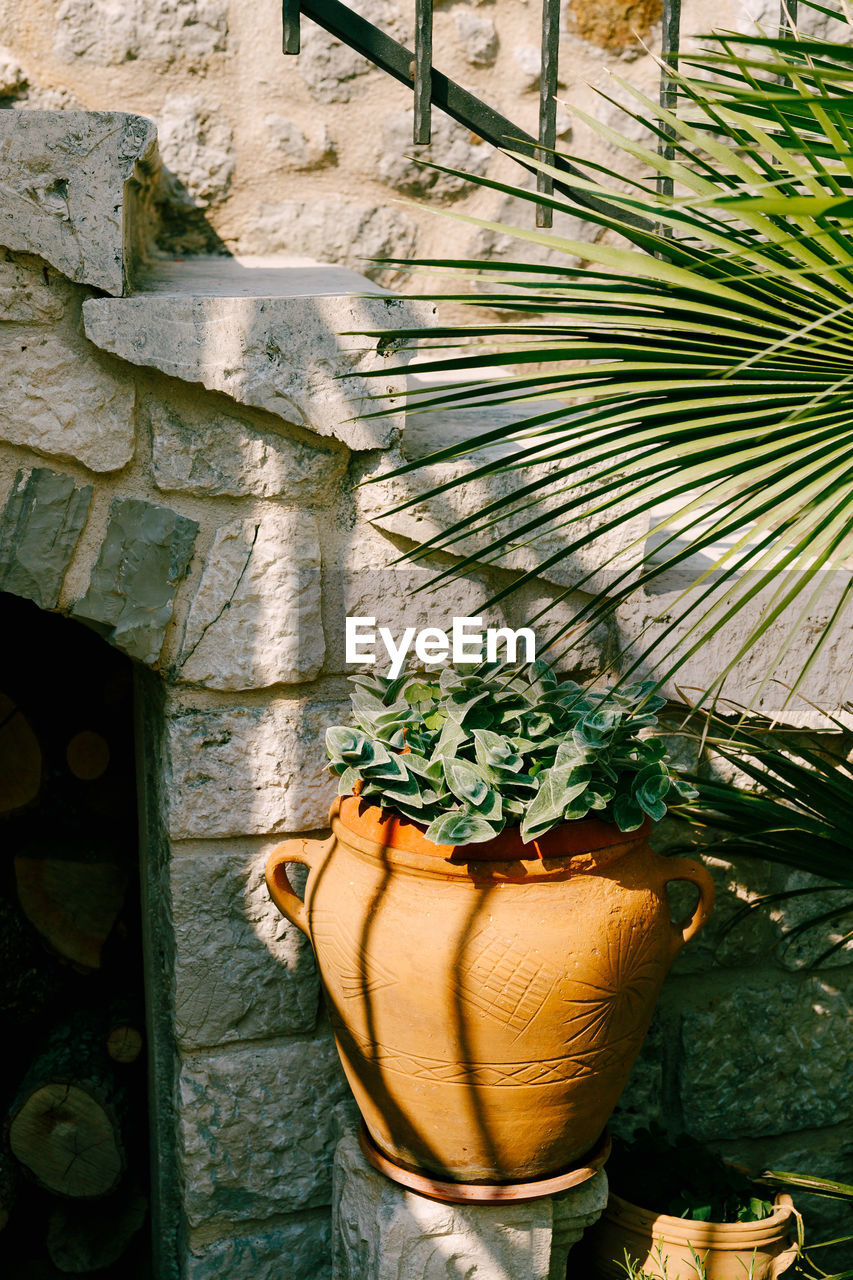 CLOSE-UP OF POTTED PLANT ON WALL