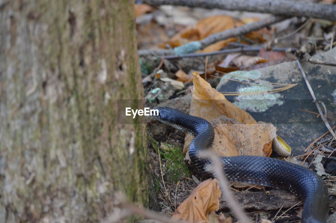 Black ratsnake hunting 