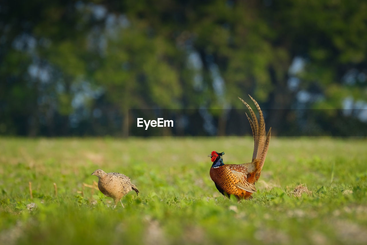 Close-up of pheasants on field