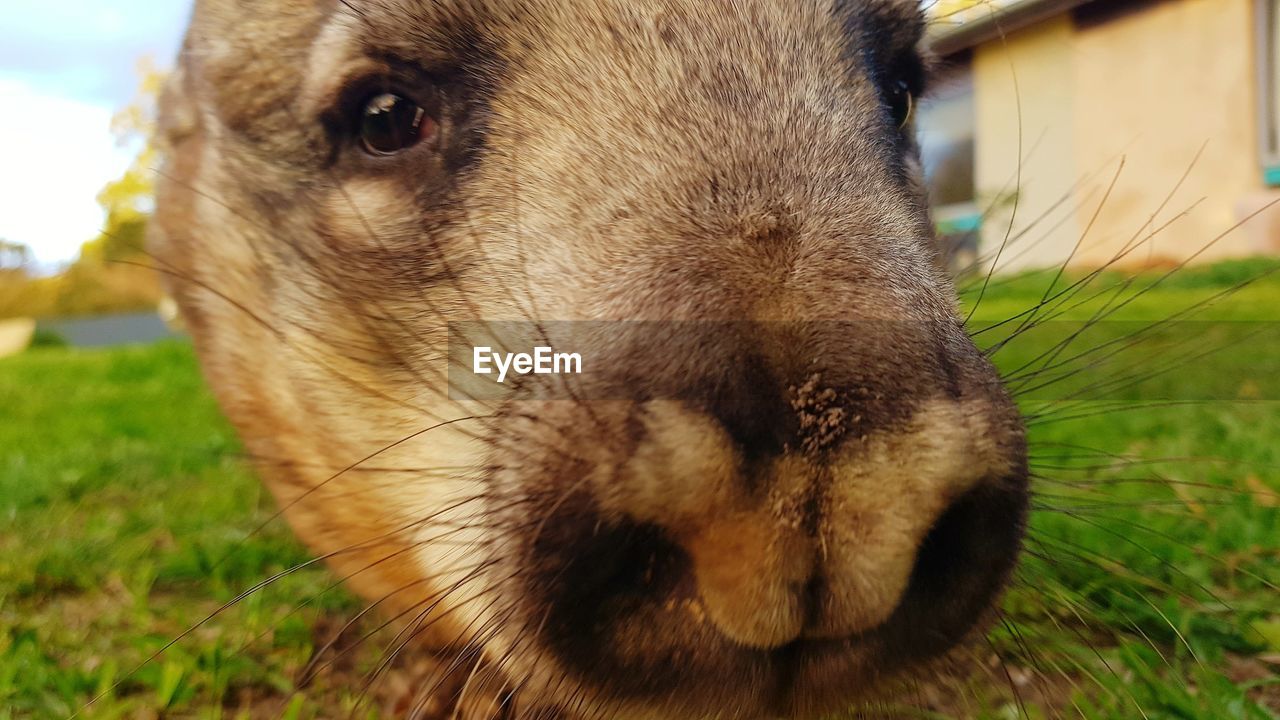 CLOSE-UP OF DOG LOOKING AWAY