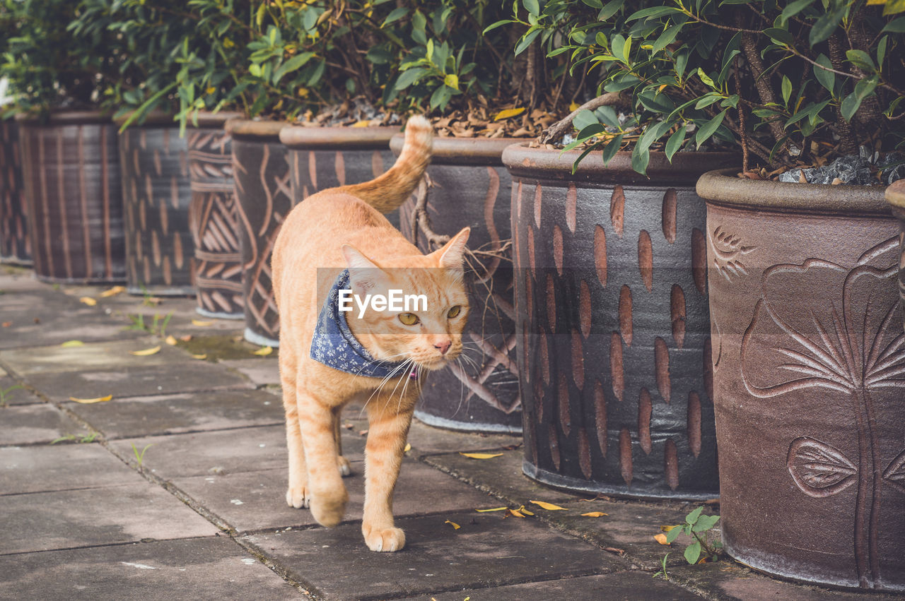 FULL LENGTH OF A CAT STANDING AGAINST PLANTS