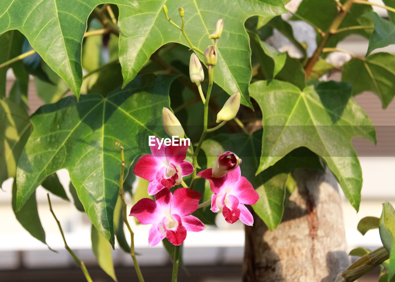 CLOSE-UP OF PINK FLOWER