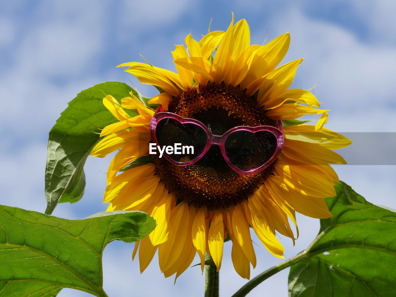 Close-up of sunflower