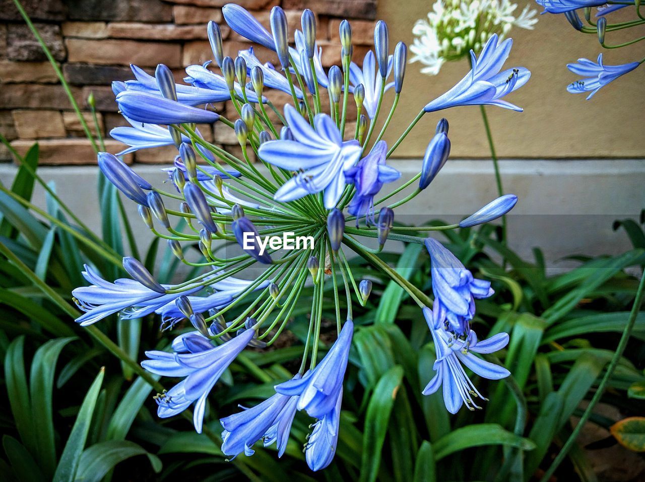 Close-up of purple flowers