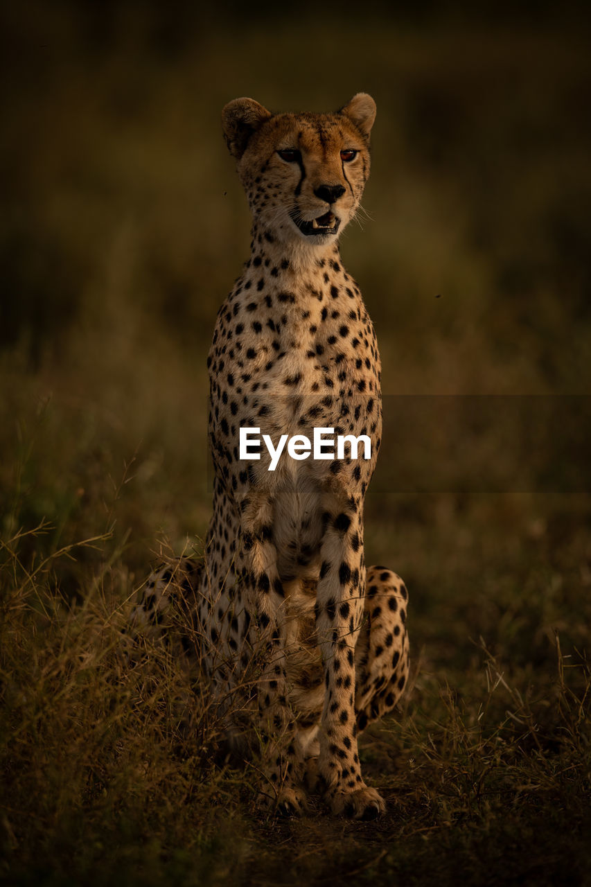 View of cheetah siting on field