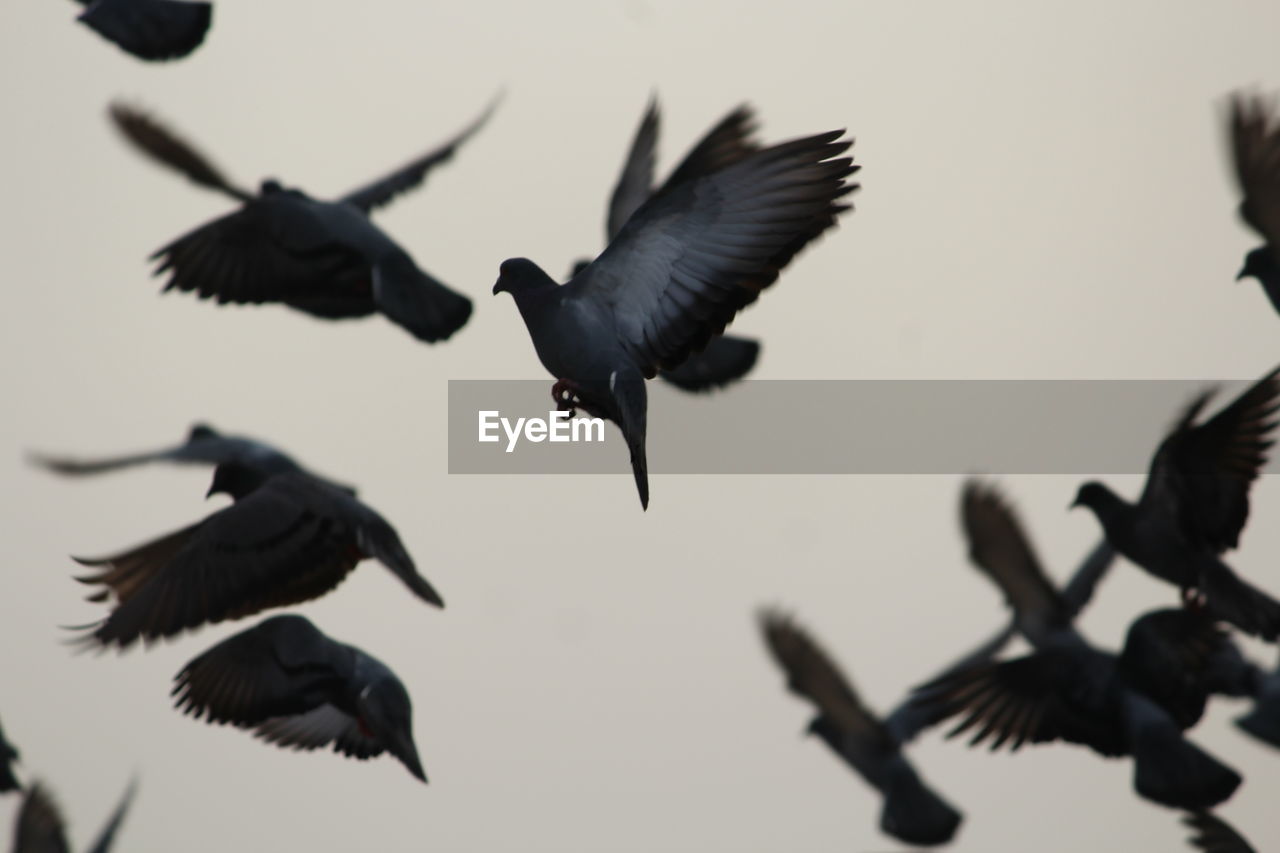 Pigeons flying against sky during sunset