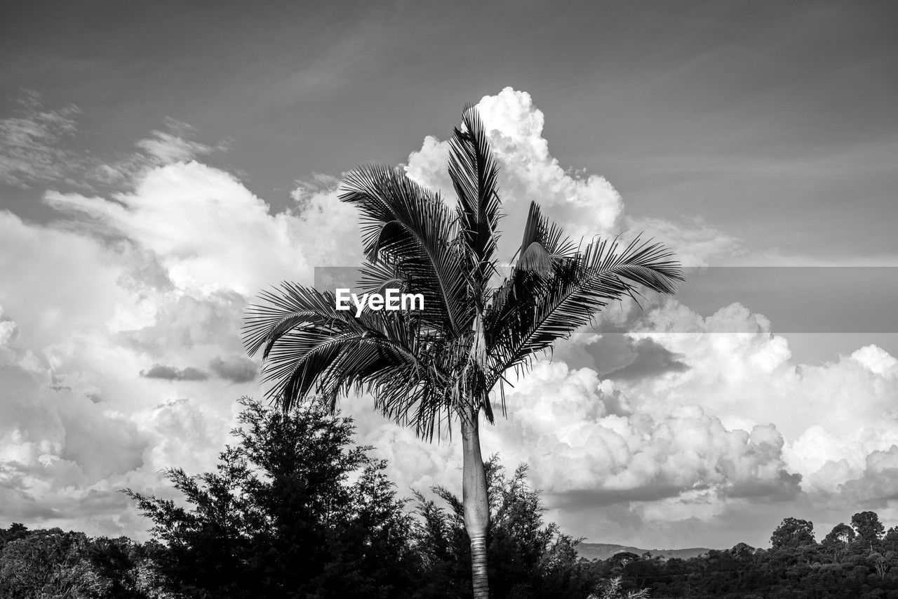 sky, tree, cloud, plant, nature, palm tree, tropical climate, black and white, beauty in nature, monochrome photography, monochrome, environment, no people, scenics - nature, growth, sunlight, outdoors, tranquility, landscape, land, grass, low angle view, flower, cloudscape, horizon, leaf, day, tranquil scene, tropical tree