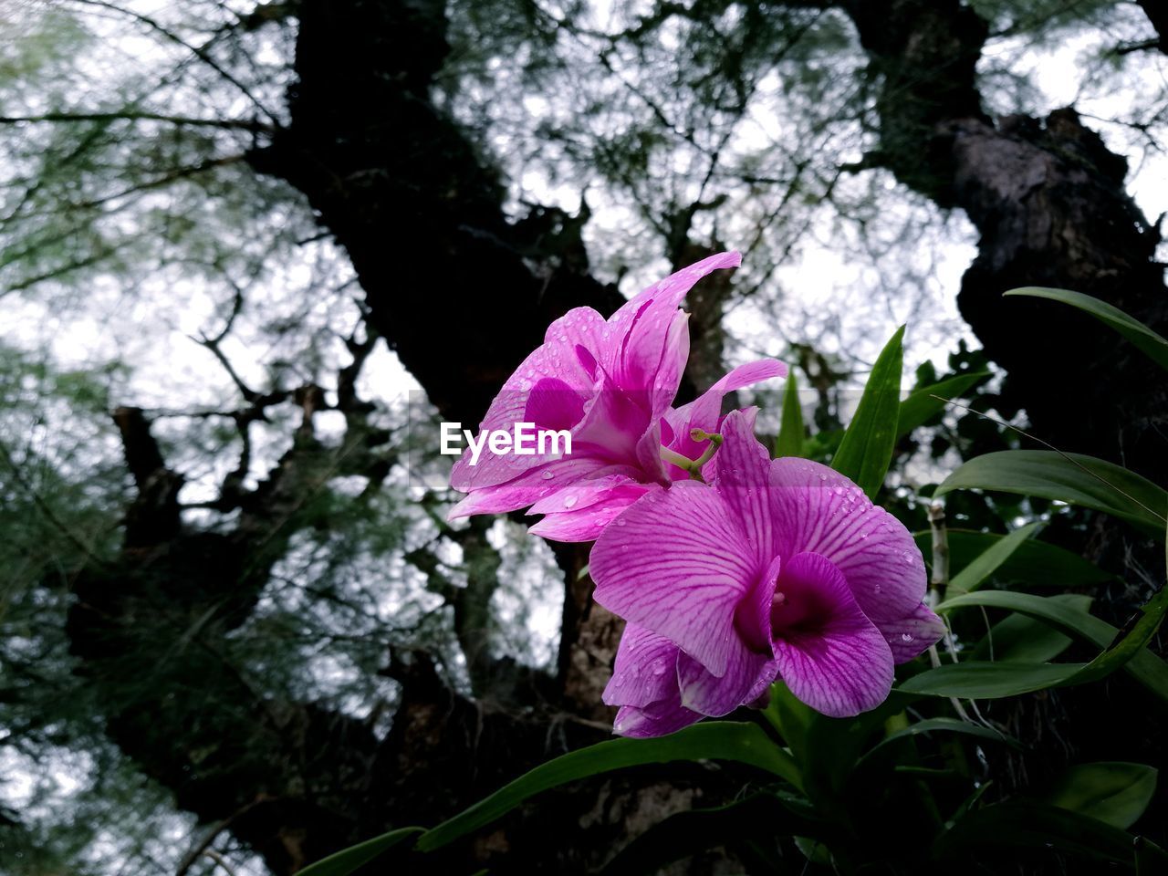 CLOSE-UP OF PINK FLOWER BLOOMING OUTDOORS