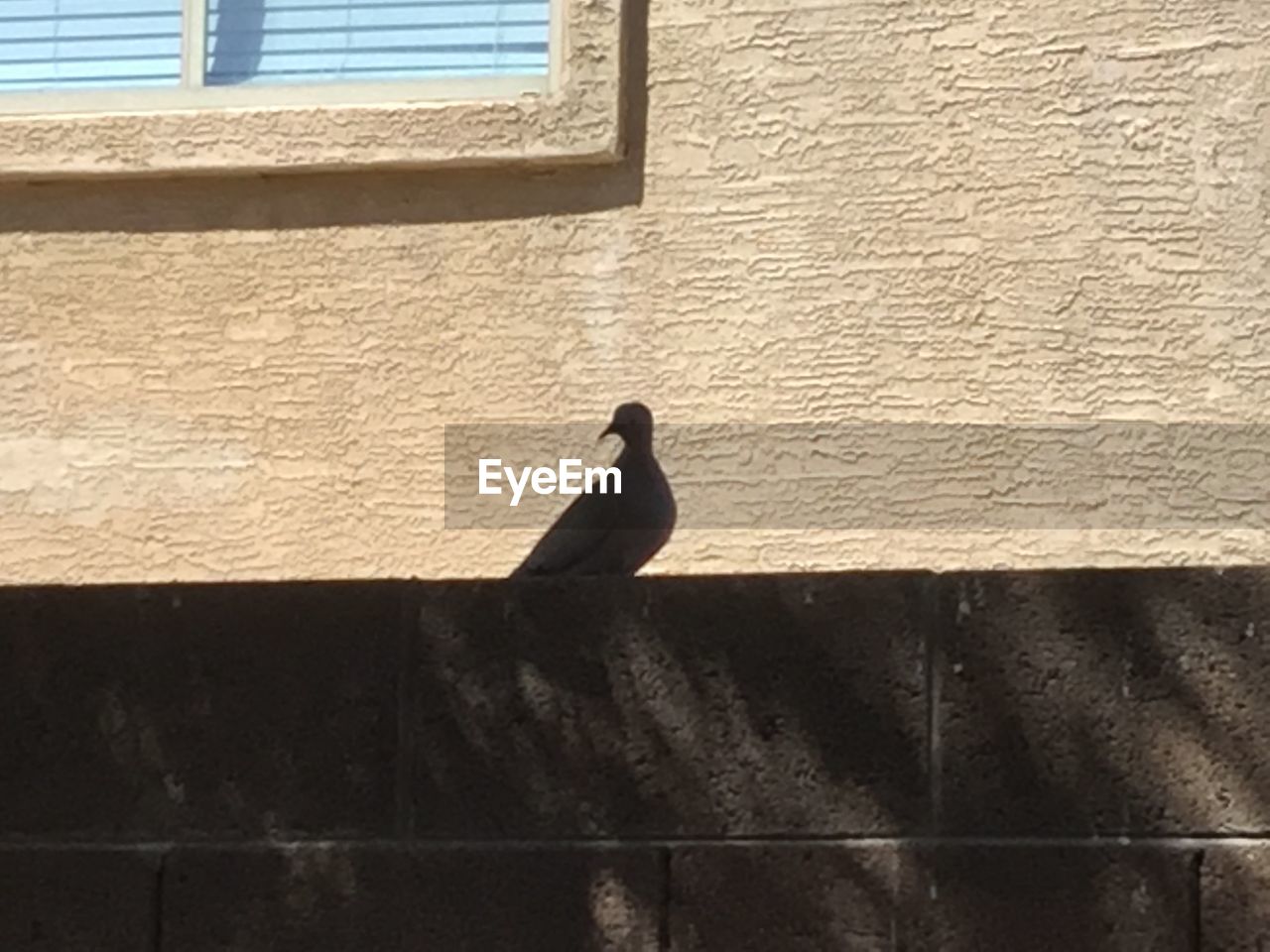 LOW ANGLE VIEW OF BIRD PERCHING ON RETAINING WALL AGAINST BRICK