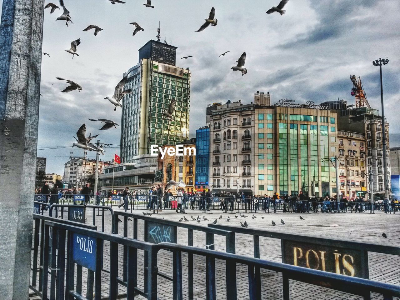 Birds flying over walkway in city