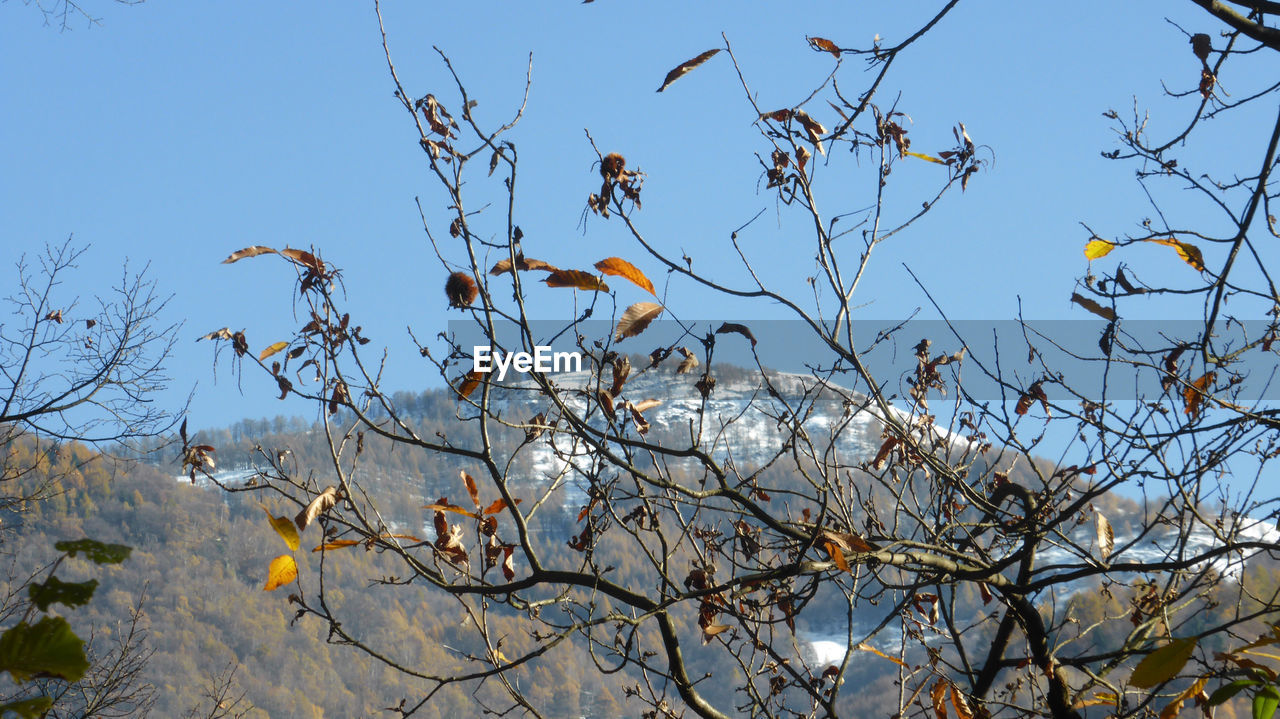 LOW ANGLE VIEW OF PLANTS AGAINST SKY