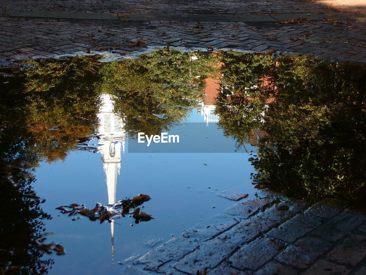 Reflection of trees in puddle