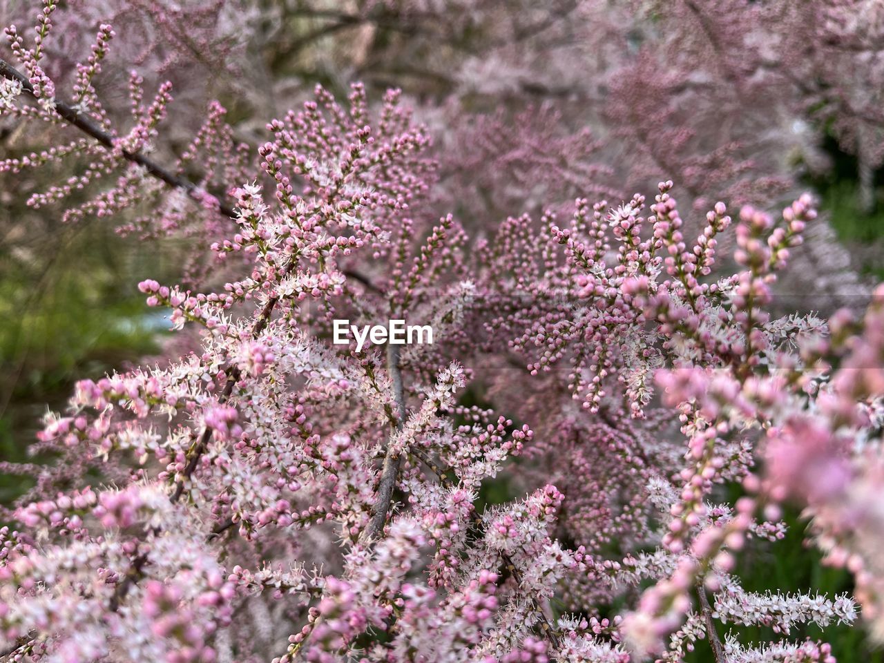 Close-up blossom