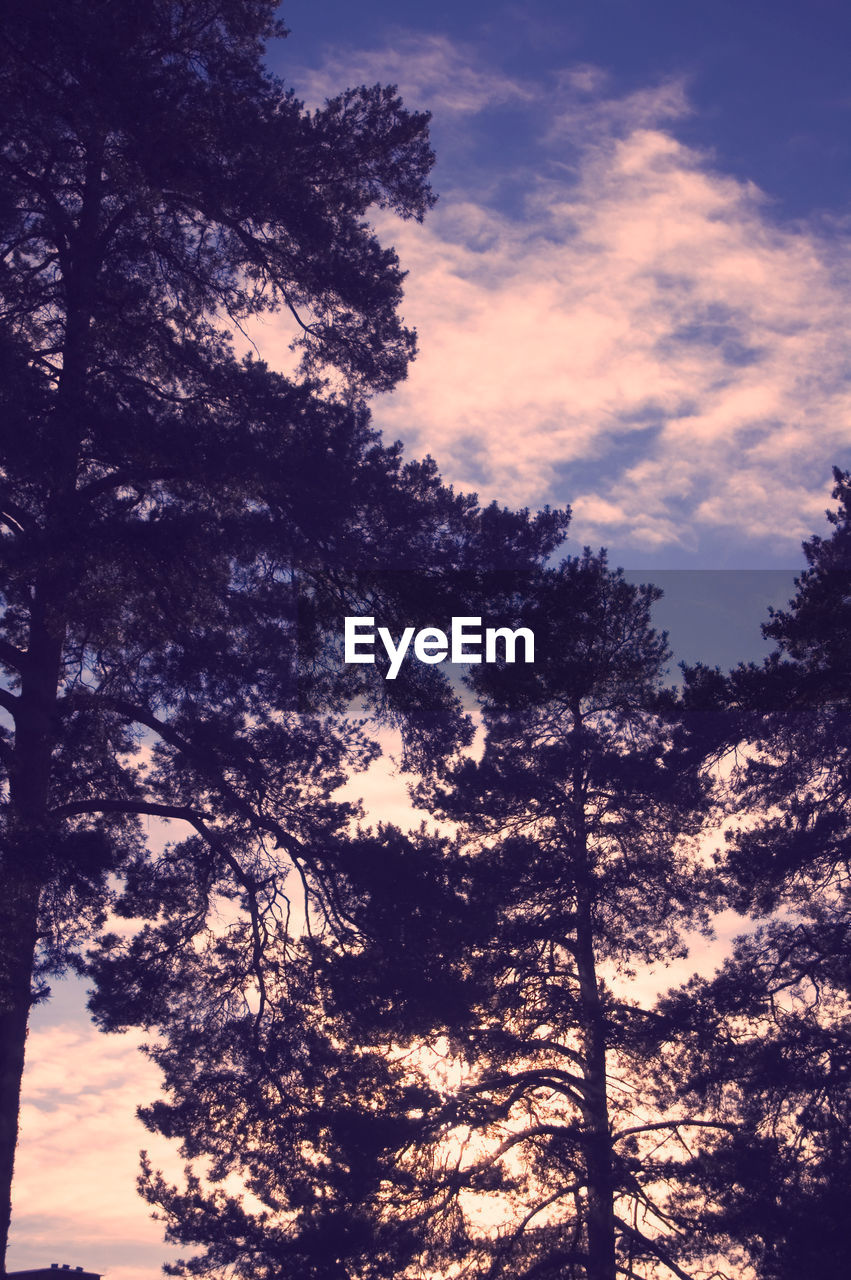 LOW ANGLE VIEW OF SILHOUETTE TREE AGAINST SKY