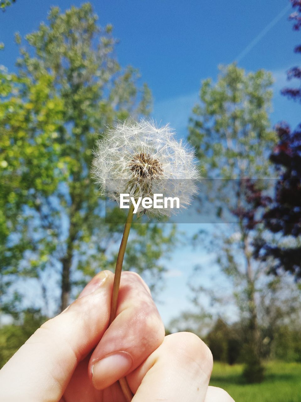 CLOSE-UP OF HAND HOLDING DANDELION