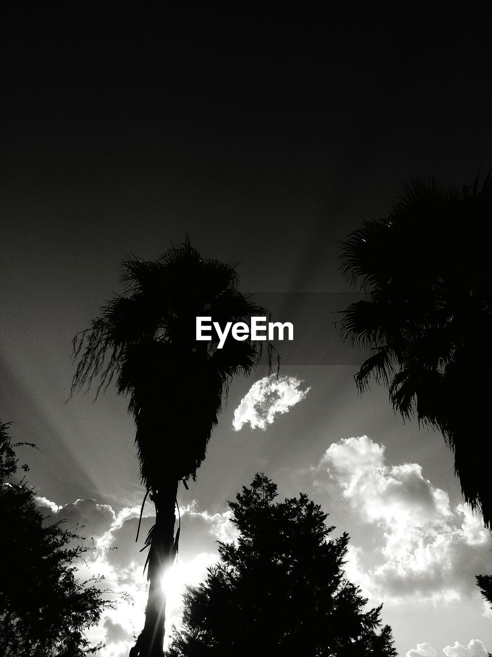 LOW ANGLE VIEW OF SILHOUETTE PALM TREE AGAINST SKY