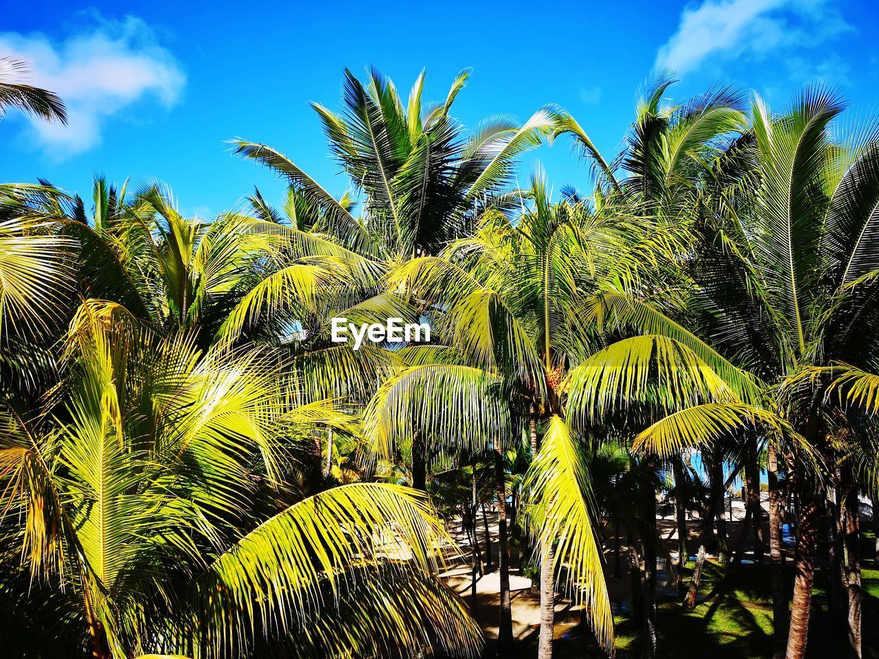 LOW ANGLE VIEW OF PALM TREE AGAINST SKY