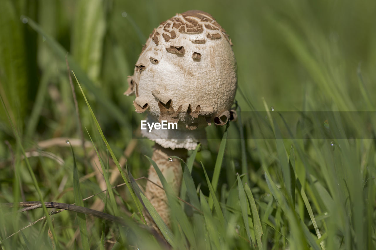 CLOSE-UP OF MUSHROOM GROWING ON GRASS