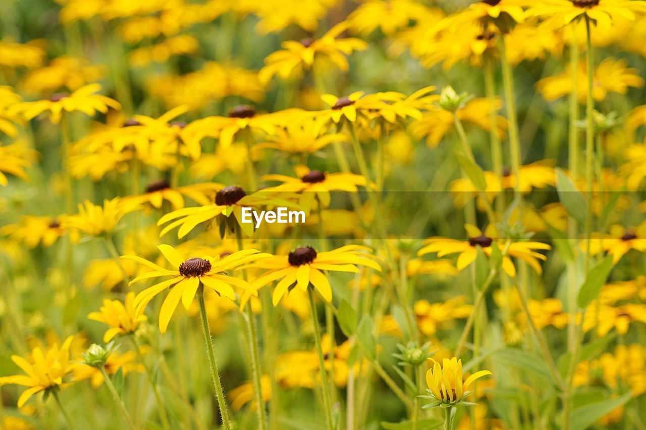 Macro shot of yellow flower