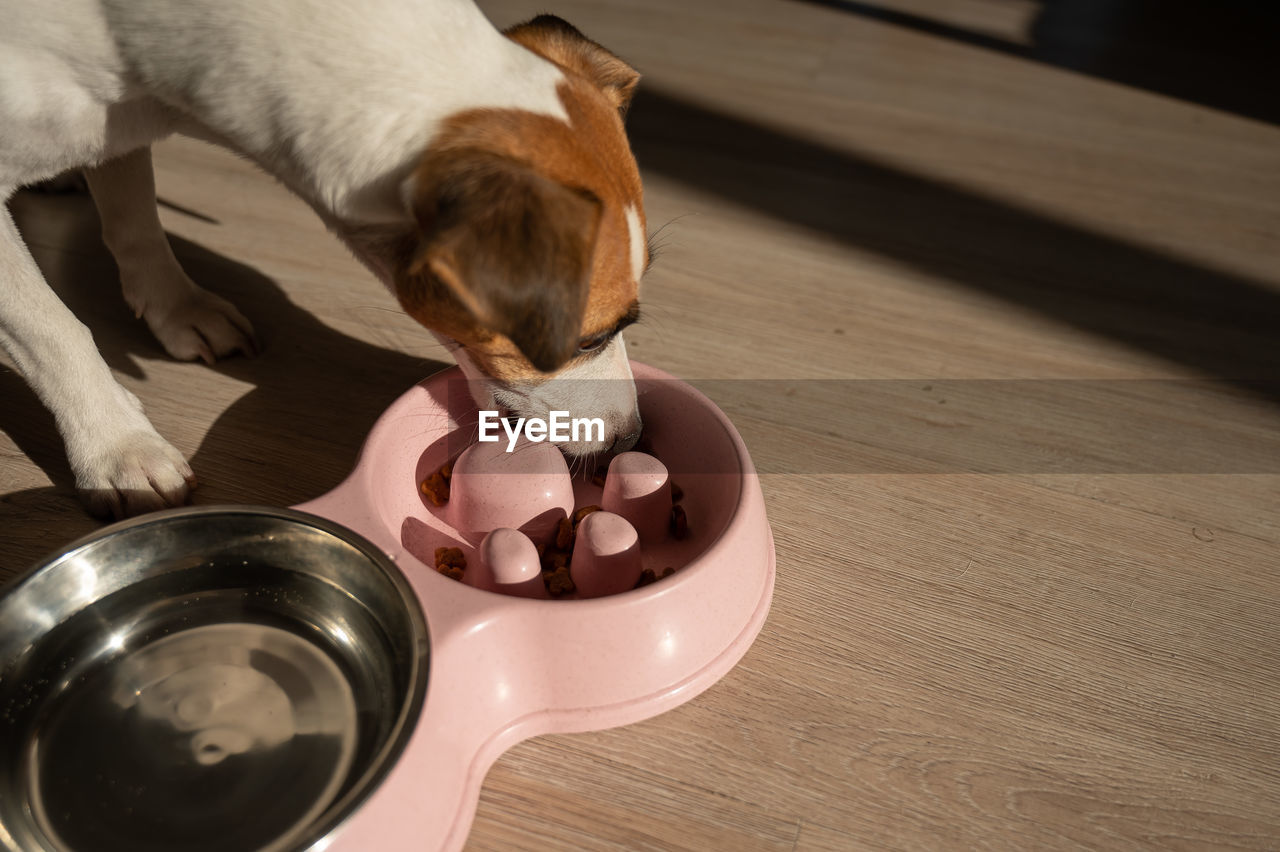 high angle view of dog sitting on floor