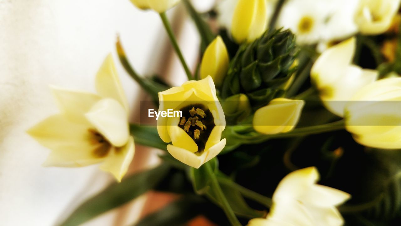 CLOSE-UP OF YELLOW FLOWER PLANT