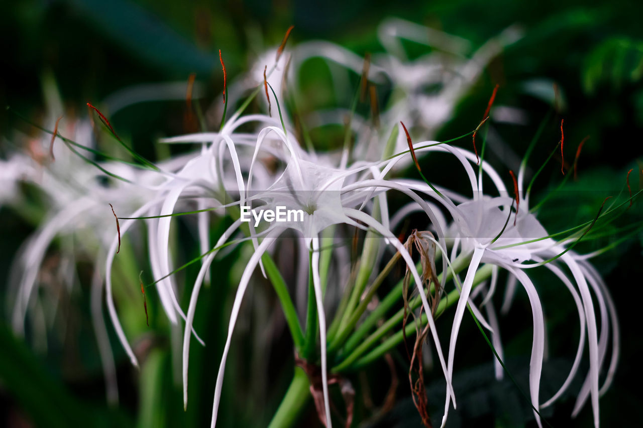 CLOSE-UP OF WHITE FLOWERS