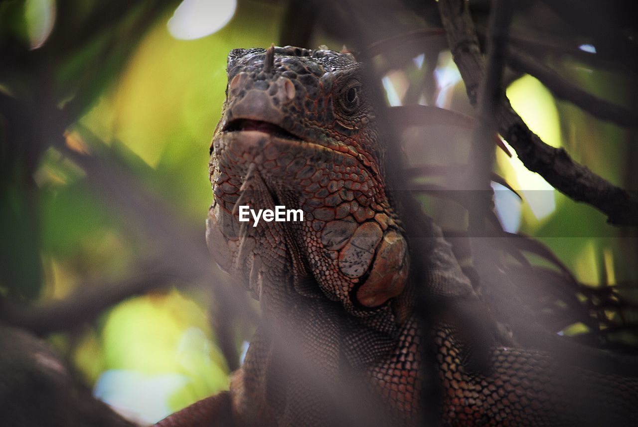 Close-up of large iguana lizard on tree