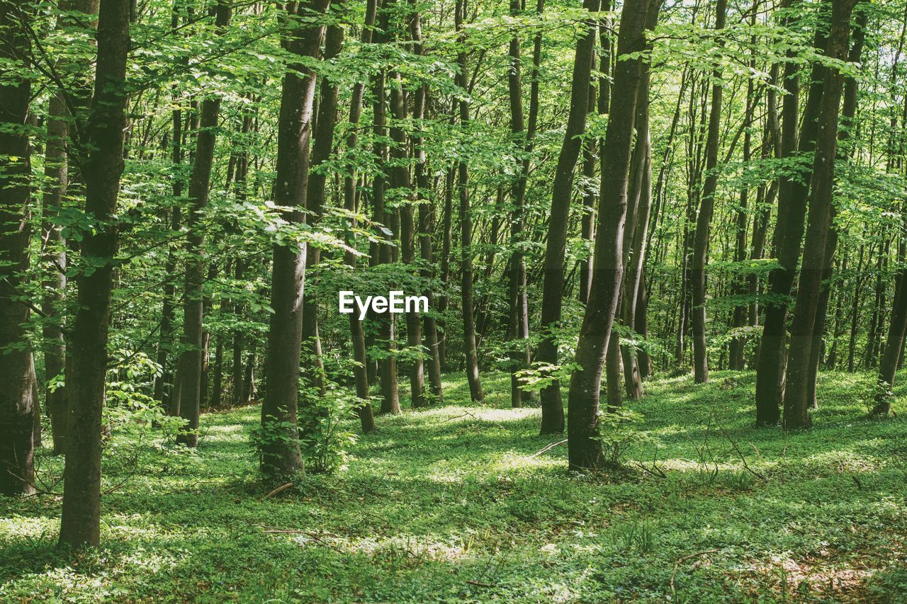 Trees growing in forest