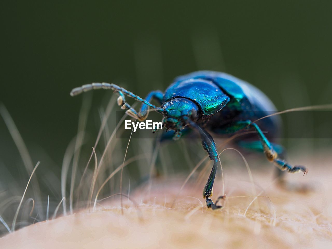 Close-up of insect on human hand