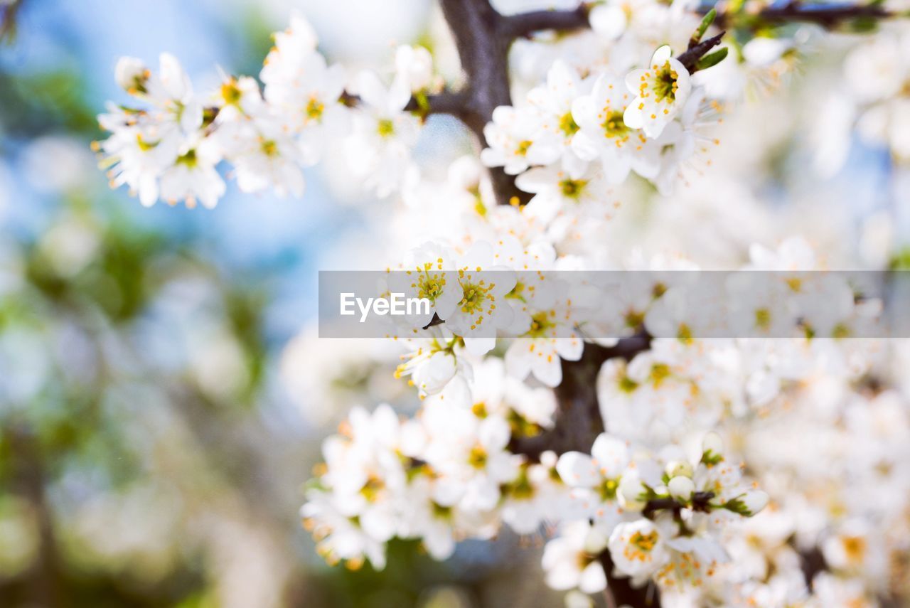 Close-up of white cherry blossoms in spring