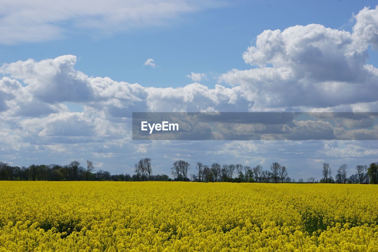 Scenic view of oilseed rape field against cloudy sky