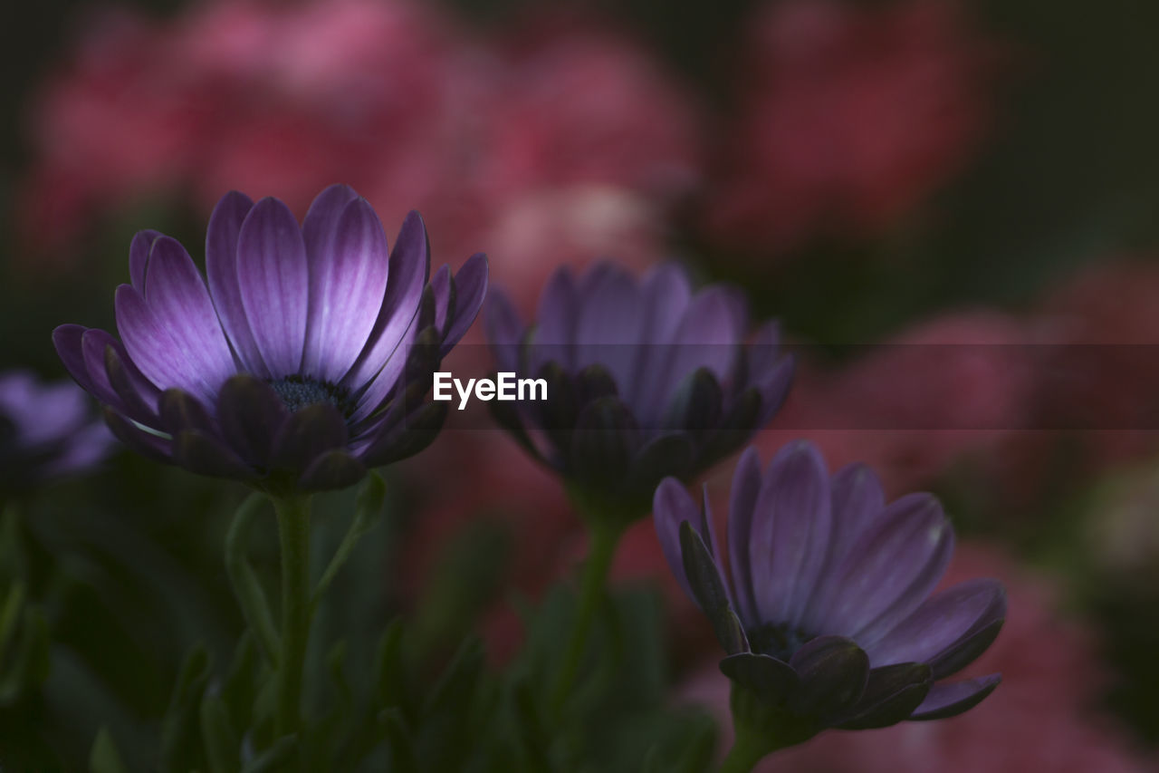 Close-up of purple flowering plant