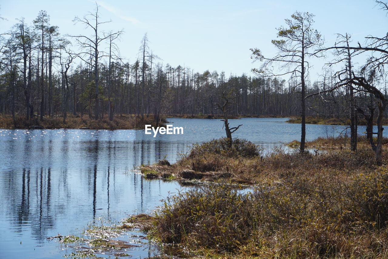 LAKE IN FOREST AGAINST SKY