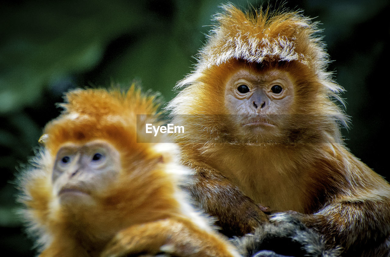 CLOSE-UP PORTRAIT OF MONKEY ON OUTDOORS