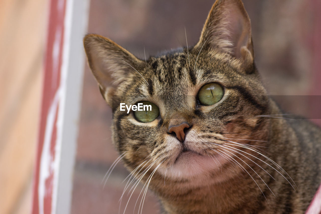 Close-up portrait of a cat