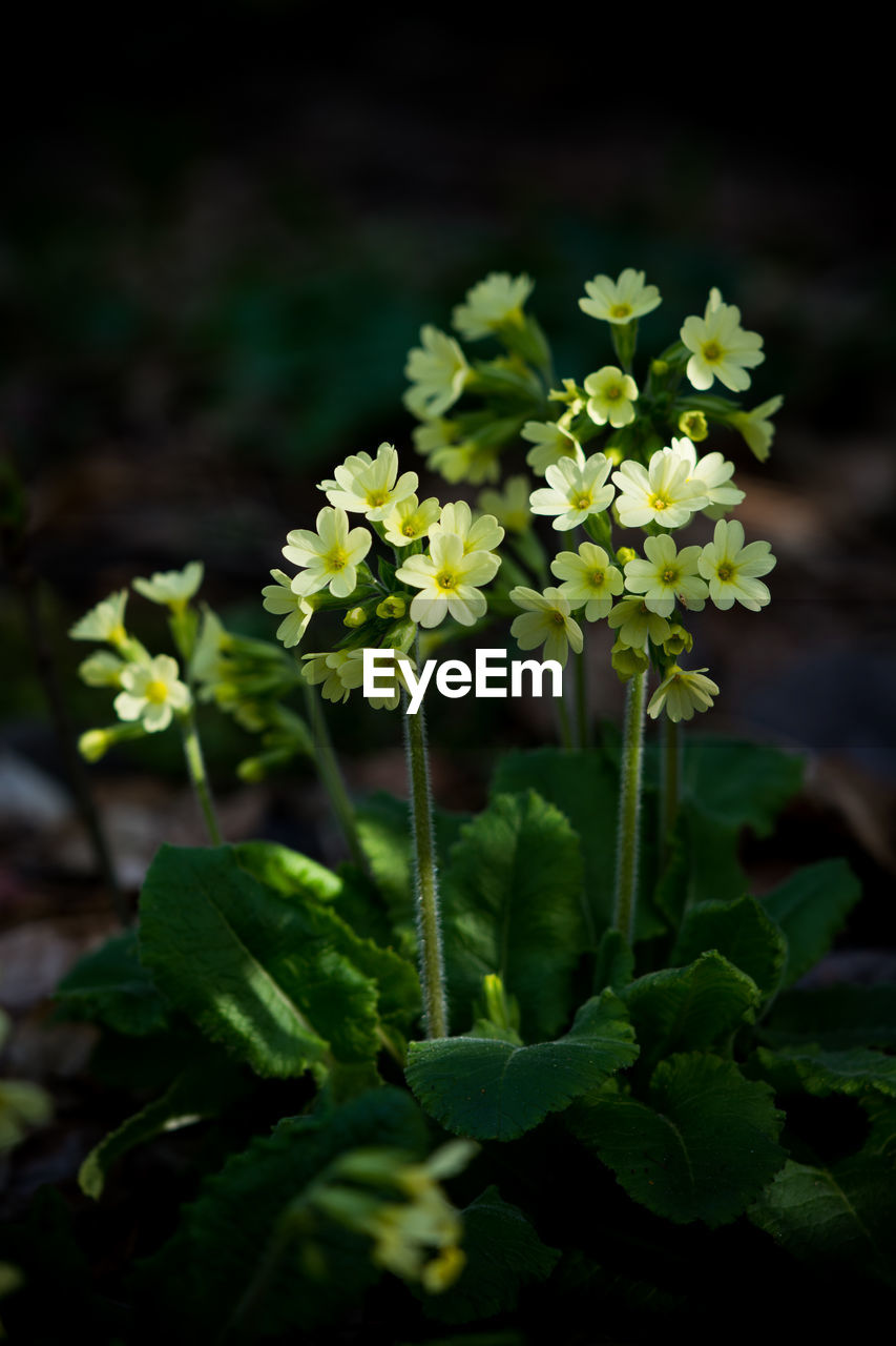 Close-up of flowering plant