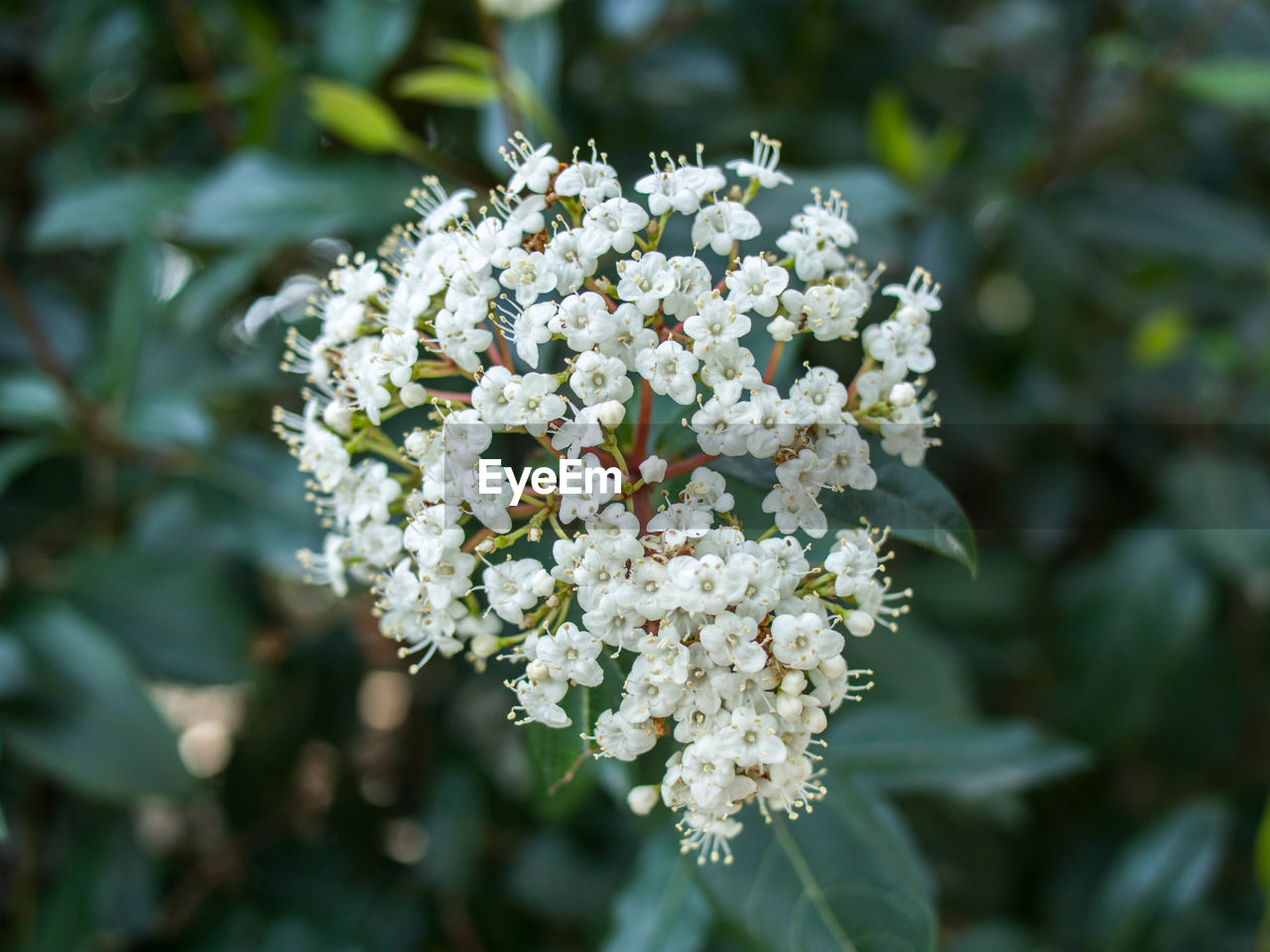 Close-up of white flowers blooming on tree