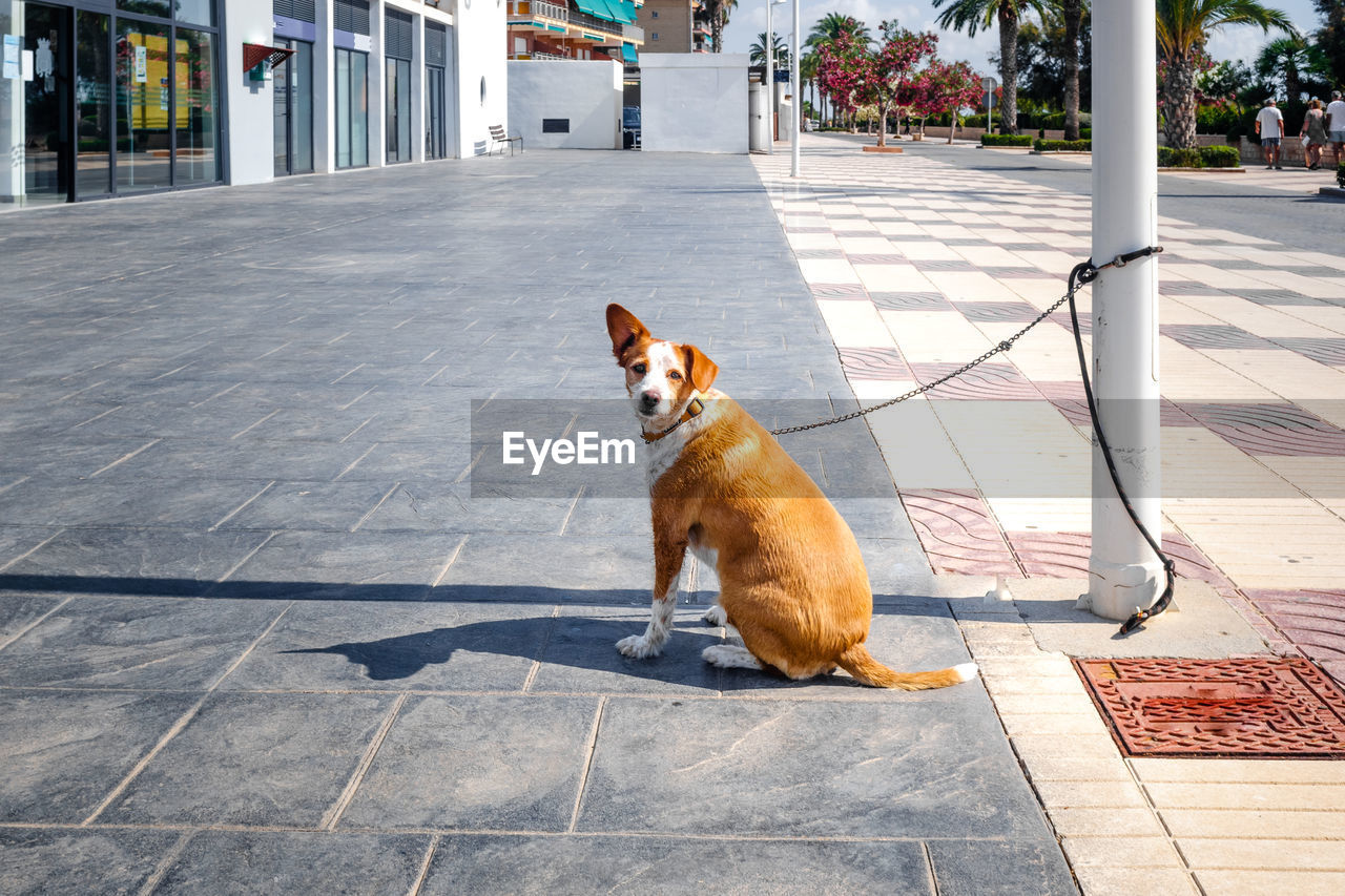 DOG SITTING ON FOOTPATH IN STREET