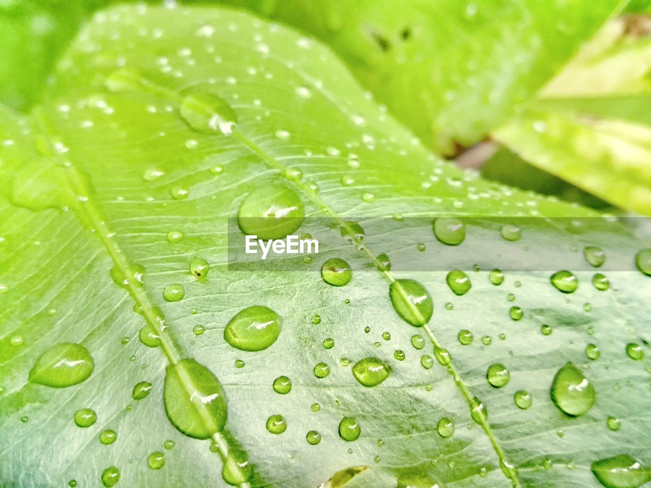 FULL FRAME SHOT OF WET LEAF