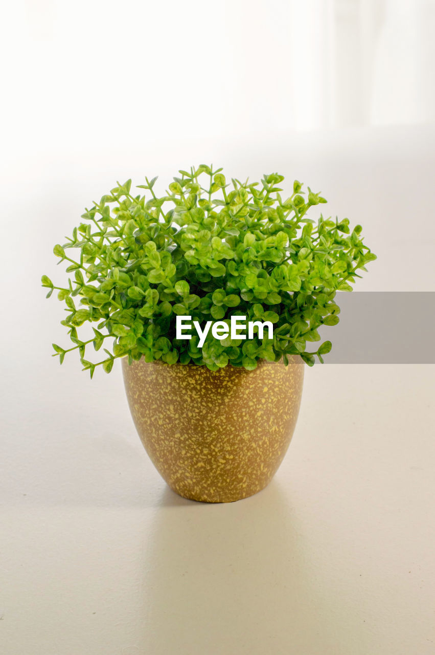 Close-up of a potted plant on the table against a white background