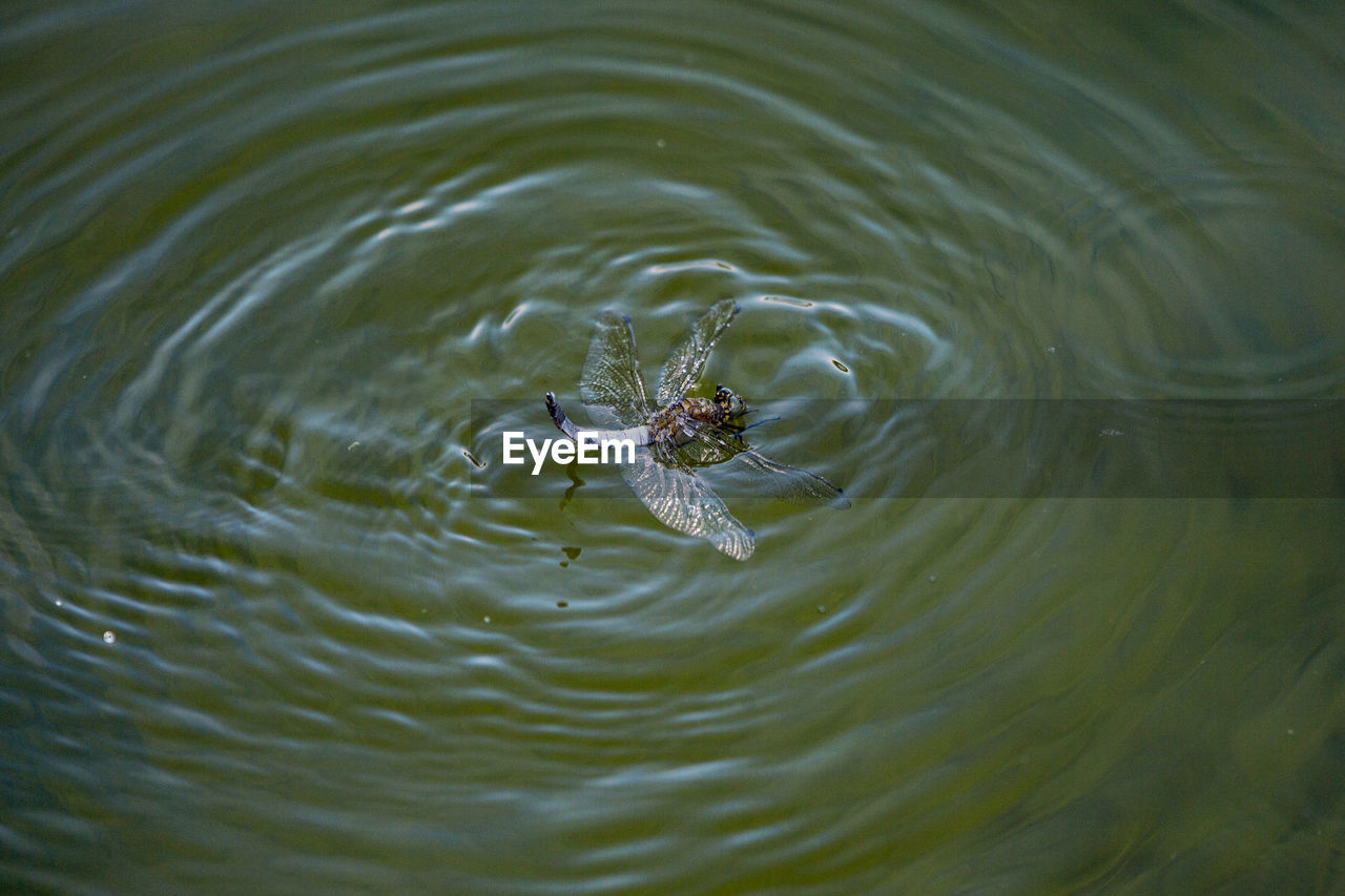 HIGH ANGLE VIEW OF TURTLE IN LAKE