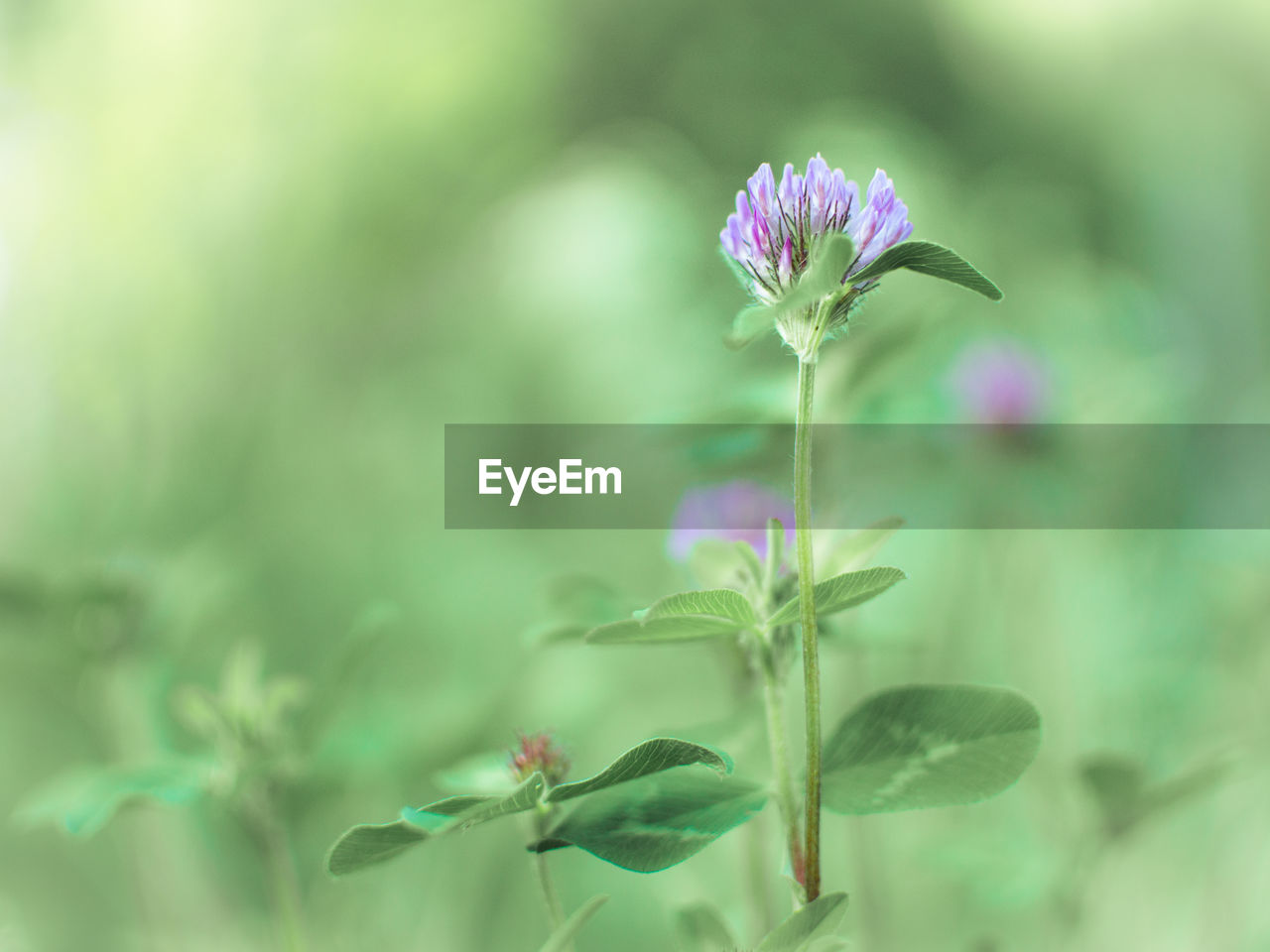 PURPLE FLOWERS BLOOMING OUTDOORS